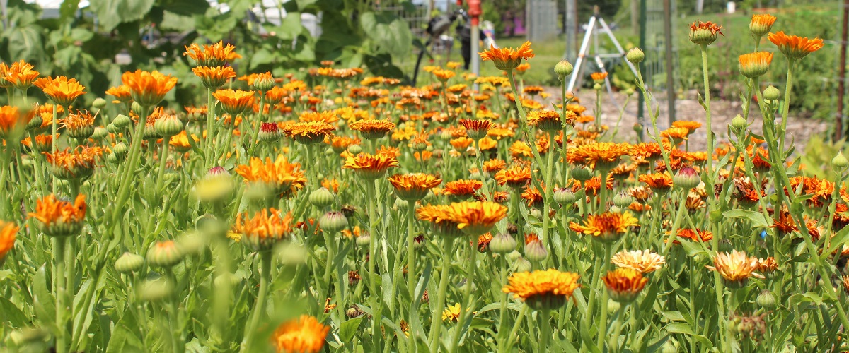 Yellow-orange daisies at The Farm's Ann Arbor campus.